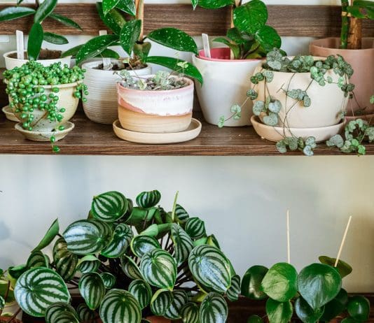 Peperomia Plants: Indoor Easy Planting Tips Peperomia
