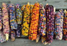 Rainbow Corn: Miracle Glass Gem Seed rainbow corn