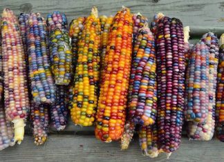 Rainbow Corn: Miracle Glass Gem Seed rainbow corn