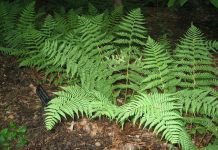 Wood Fern: 1 Of Many Bonus Fern Varieties Wood Fern