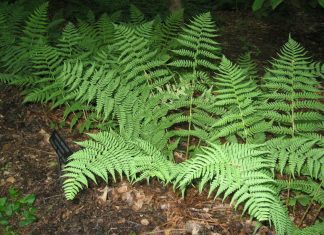 Wood Fern: 1 Of Many Bonus Fern Varieties Wood Fern