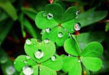 4 Leaf Clover Mystery And History Explained 4 Leaf Clover