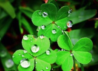 4 Leaf Clover Mystery And History Explained 4 Leaf Clover