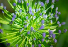 Agapanthus: How To Grow And Care For Agapanthus Agapanthus