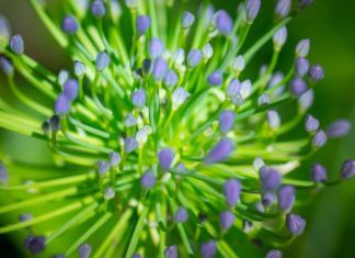 Agapanthus: How To Grow And Care For Agapanthus Agapanthus