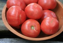 Arkansas Traveler Tomato Care & Grow Tips Arkansas Traveler Tomatoes