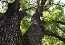 Ash Tree: Emerald Ash Borer 6 Infestation Signs Ash Tree