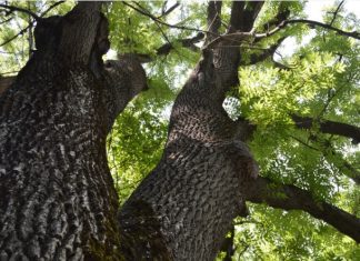 Ash Tree: Emerald Ash Borer 6 Infestation Signs Ash Tree