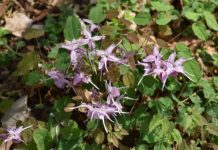 Barrenwort Plant: Info On Growing Barrenwort Flowers Barrenwort