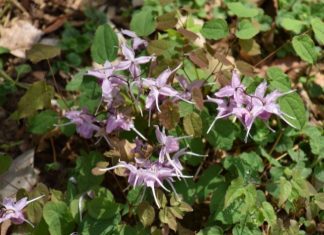 Barrenwort Plant: Info On Growing Barrenwort Flowers Barrenwort