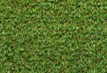 Bermuda Grass: How To Grow And Care Bermuda Grass