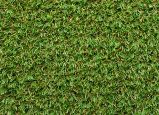Bermuda Grass: How To Grow And Care Bermuda Grass
