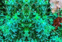 Blue Star Creeper Plant: Rich Lawn Solution Blue Star Creeper