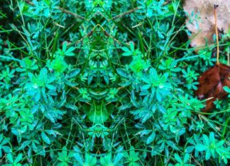 Blue Star Creeper Plant: Rich Lawn Solution Blue Star Creeper