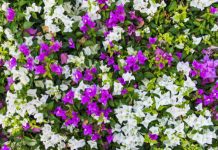 Bougainvillea: How To Grow And Care For 9 Bougainvillea Varieties Bougainvillea