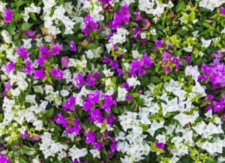 Bougainvillea: How To Grow And Care For 9 Bougainvillea Varieties Bougainvillea
