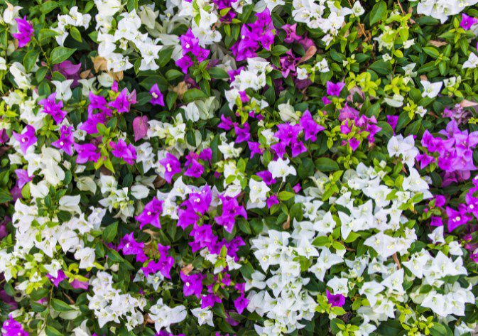 Bougainvillea How To Grow And Care