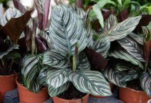 Calathea Ornata Growing: 4 Essential Tips Calathea ornata