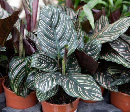 Calathea Ornata Growing: 4 Essential Tips Calathea ornata