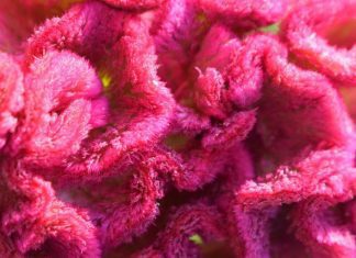 Celosia: How To Grow And Care For Celosias Celosia