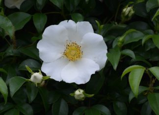 Cherokee Rose Care And Origin History Cherokee Rose