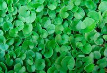 Dichondra Information And Growing Tips Dichondra