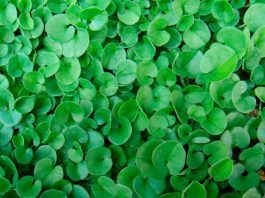 Dichondra Information And Growing Tips Dichondra
