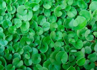 Dichondra Information And Growing Tips Dichondra