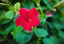 Dipladenia Vs Mandevilla: 6 Best Growing Tips Dipladenia