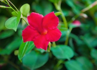Dipladenia Vs Mandevilla: 6 Best Growing Tips Dipladenia