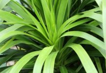 Dracaena Plant: 8 Essential Care Tips Dracaena