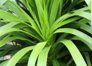 Dracaena Plant: 8 Essential Care Tips Dracaena
