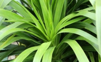 How to Care for a Dracaena Plant: Watering, Light, Brown Tips & Pruning Dracaena