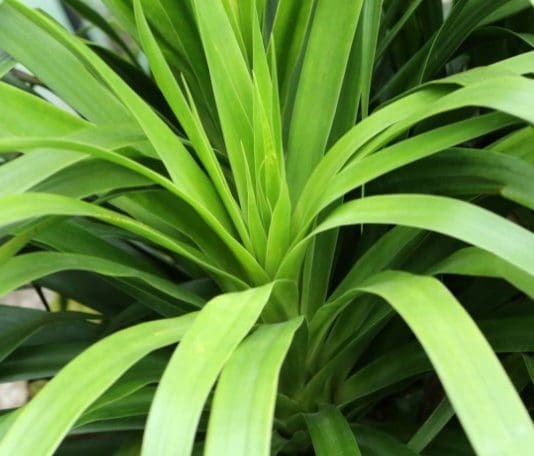 Dracaena Plant Care: Light, Water, Brown Tips and Pruning Dracaena