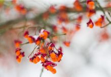 Euonymus: 11 Safe Euonymus Plants To Grow Euonymus