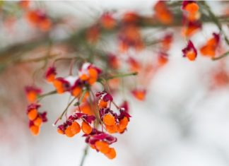 Euonymus: 11 Safe Euonymus Plants To Grow Euonymus