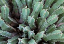 Fairy Castle Cactus Growing Tips Fairy Castle Cactus