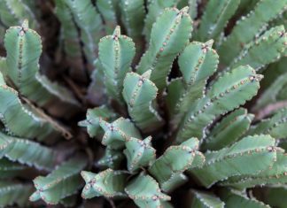 Fairy Castle Cactus Growing Tips Fairy Castle Cactus