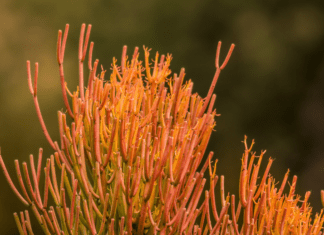 Euphorbia Plant: 8 Amazing Euphorbia Plants For Borders Firestick Plant (Euphorbia tirucalli)