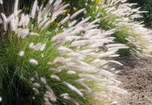 Fountain Grass Plus 20 Great Varieties Fountain Grass (Pennisetum setaceum)