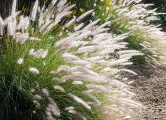 Fountain Grass Plus 20 Great Varieties Fountain Grass (Pennisetum setaceum)