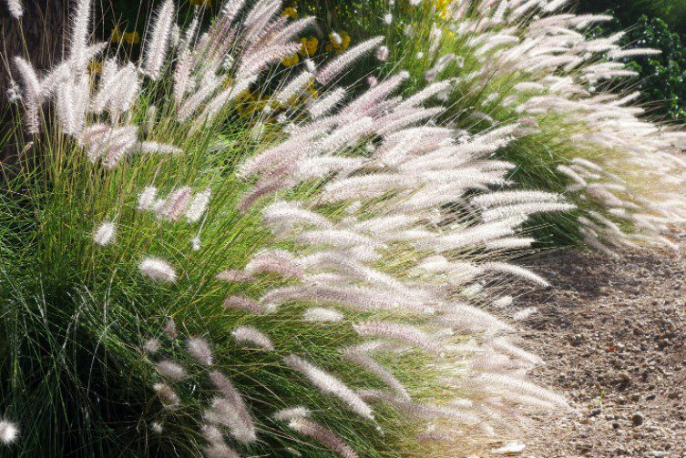 Fountain Grass (Pennisetum setaceum)