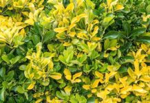 Golden Euonymous Grow And 3 Essential Care Tips Golden Euonymous