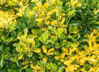 Golden Euonymous Grow And 3 Essential Care Tips Golden Euonymous