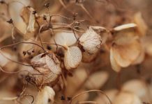 Hydrangea Seeds: Planting And Growing Tips Growing-hydrangeas-from-seed