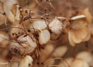 Hydrangea Seeds: Planting And Growing Tips Growing-hydrangeas-from-seed