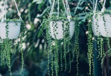 Hanging Succulents: 4 Vibrant Plants To Hang Hanging Succulents