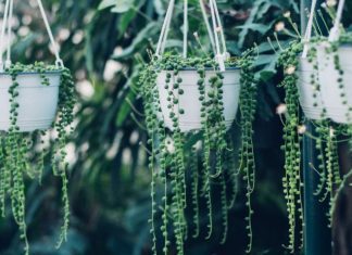 Hanging Succulents: 4 Vibrant Plants To Hang Hanging Succulents