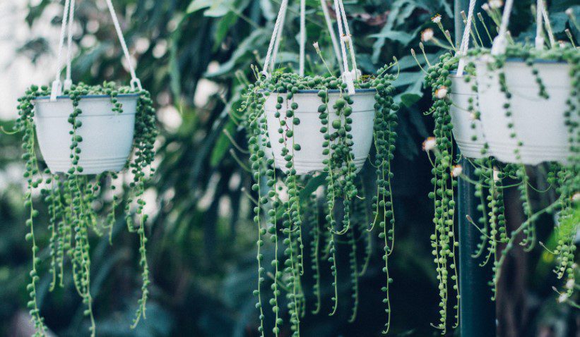 Hanging Succulents