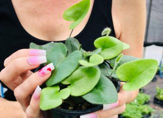 The Heart Fern: Your Guide to Lush, Unique Foliage Heart Fern